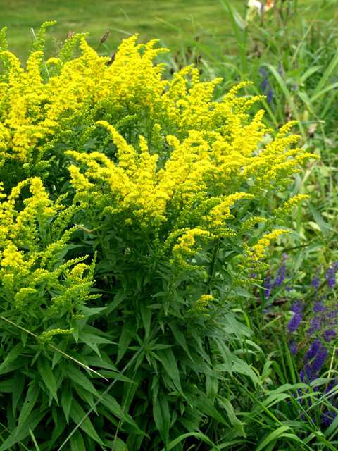 Solidago Canadensis-ryhma (480x640, 55Kb)