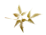 0_de2f8_1a08f515_S.jpg (150x114, 12Kb)