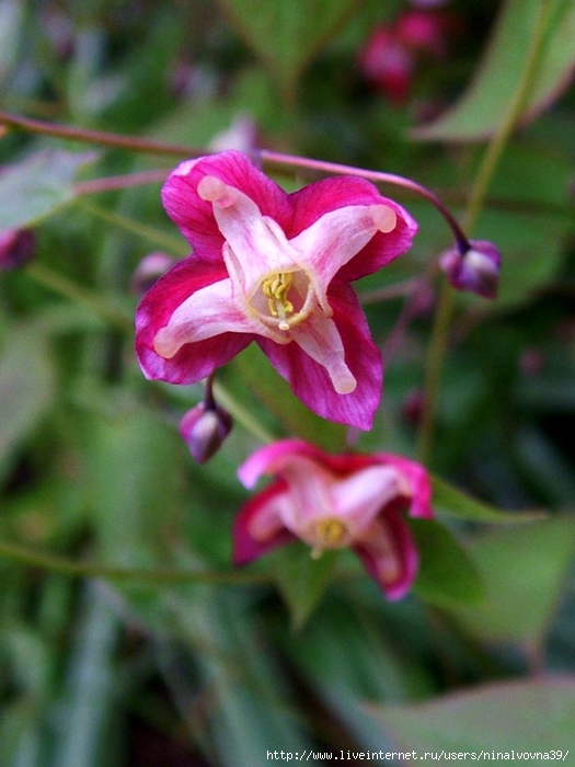 epimedium-rubrum (525x700, 238Kb)