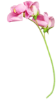  KD_T_flowerpink2 (385x700, 148Kb)