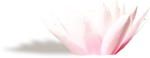  KD_T_waterlily1_sh (700x270, 108Kb)