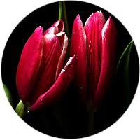 3553911_91 (200x200, 45Kb)