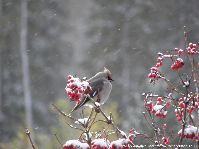4737833_2010_10_14_205 (700x525, 262Kb)