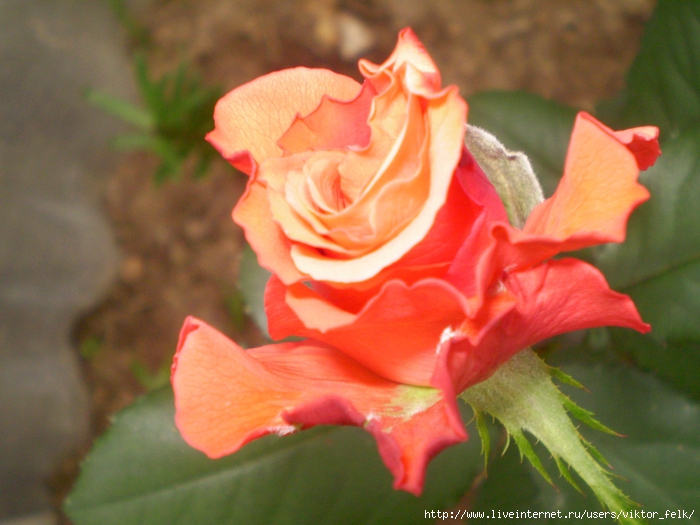4737833_20110731_200928__0097 (700x525, 268Kb)