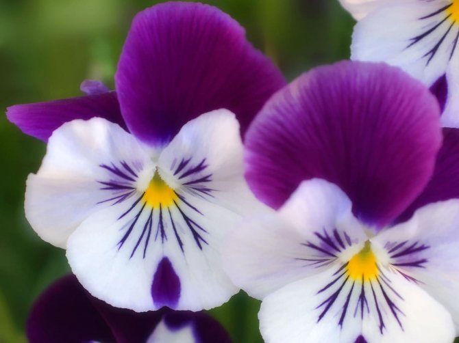 1275817791_pansies-2 (670x502, 42Kb)