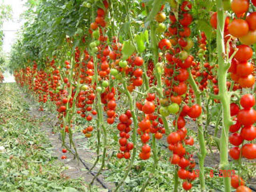 3587765_tomatyvparnike1 (500x375, 125Kb)