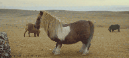 tumblr_mj0hccfitK1qe2thio1_500 (450x203, 1018Kb)