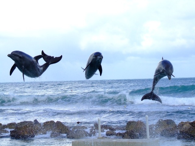 19_ Dolphin Cove - swiming with dolphins - 3 (640x480, 77Kb)