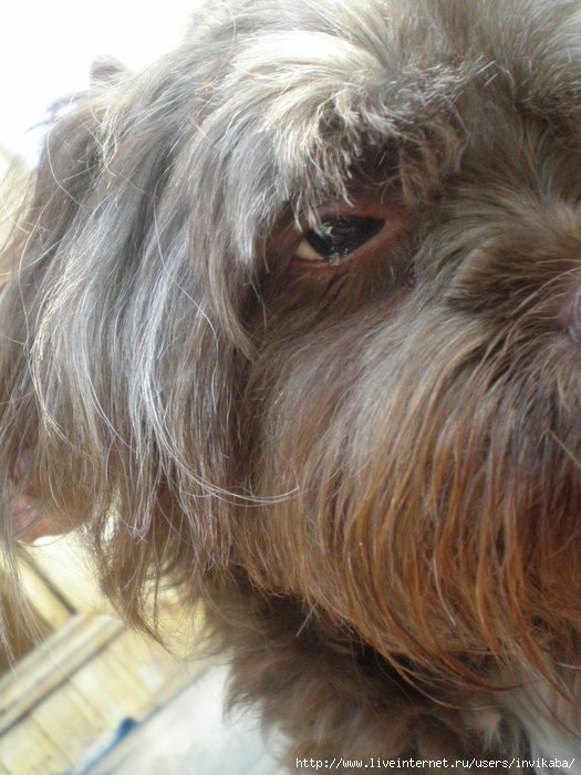 PA080429 (525x700, 211Kb)