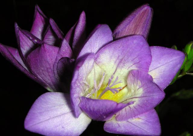 freesia (640x452, 32Kb)