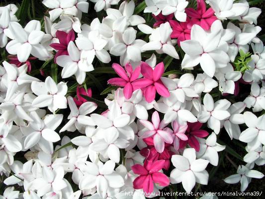 Rhodohypoxis flowers (533x400, 141Kb)