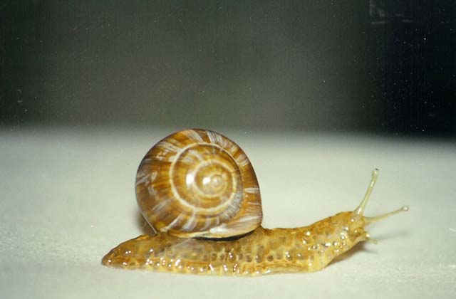 Weinbergschnecke2 (800x530, 31Kb)