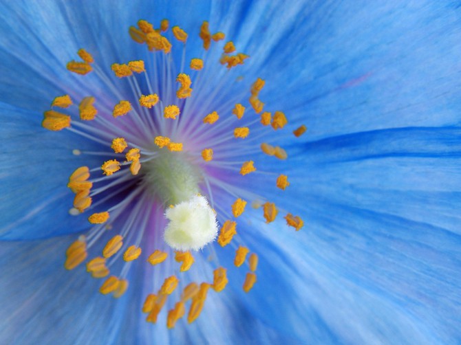 Blue_Poppy (670x502, 66Kb)