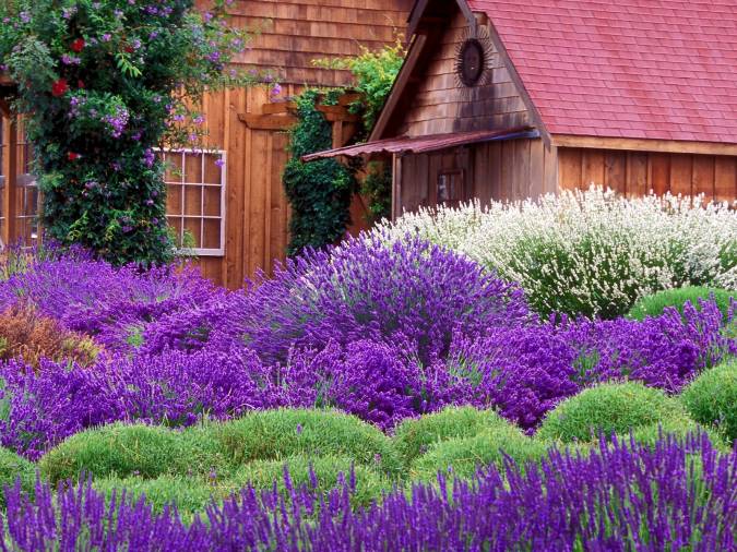 Purple_Haze_Lavender_Farm_Sequim_Washington (675x506, 96Kb)