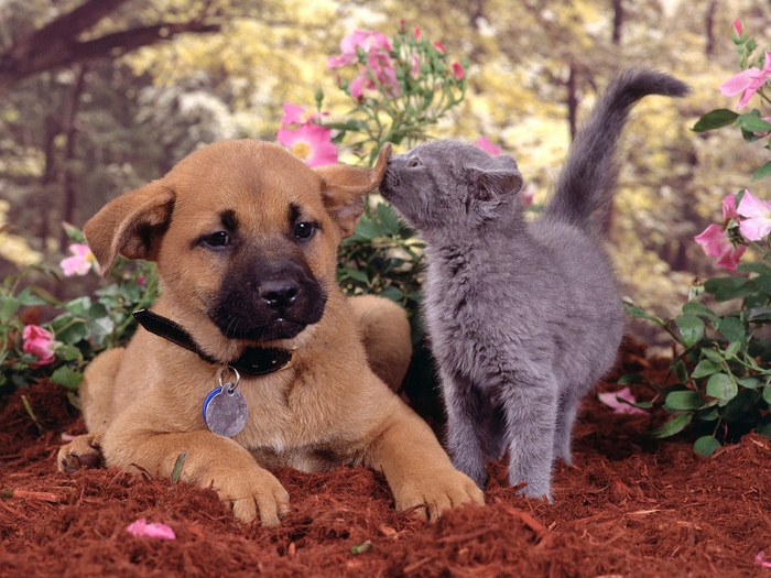 Apple-Cats-and-Dogs-Can-Live-Together (700x525, 322Kb)