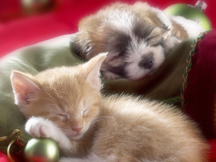 Sleepy_Whiskers_Kitten_and_Puppy (700x525, 93Kb)