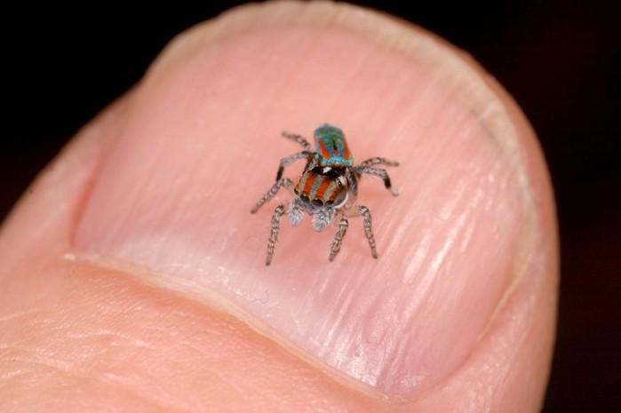 Peacock-spider-Maratus-volans-tavuskusu-oromcegi-14 (700x465, 45Kb)