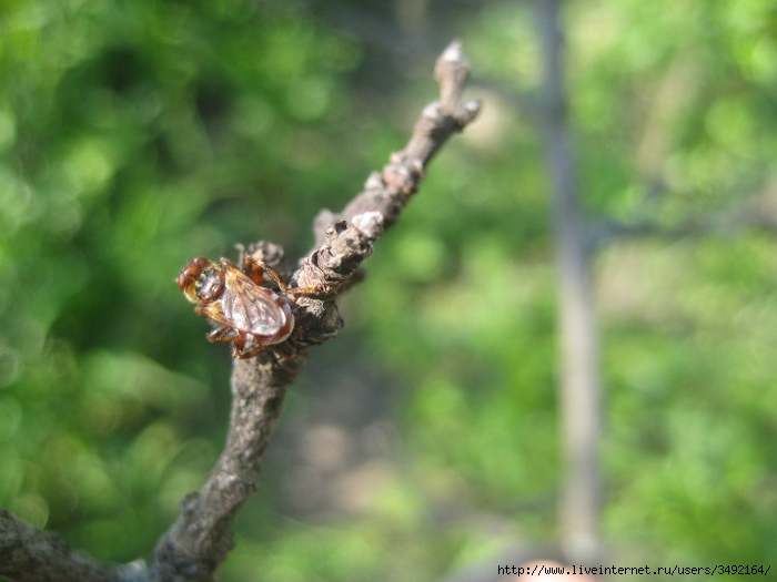 IMG_0761 (700x525, 160Kb)