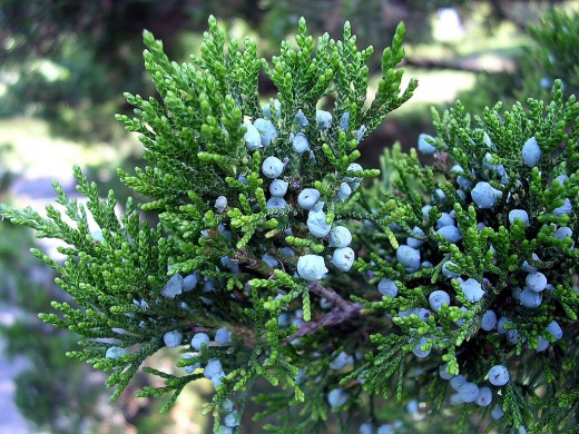 Juniperus2-520x390 (720x590, 96Kb)