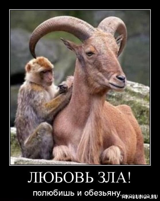 5107888_1324031654_demotivator_026 (557x700, 58Kb)