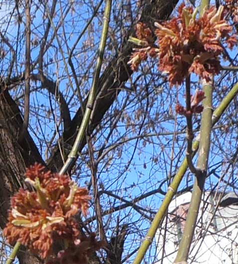 P4220419 (477x530, 97Kb)