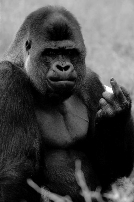 tumblr_mlpupt6V8k1rlvgvlo1_500 (464x700, 151Kb)