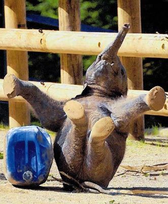 3723205-R3L8T8D-600-animals6 (331x400, 42Kb)