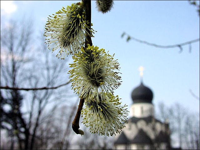 Верба на участке фото