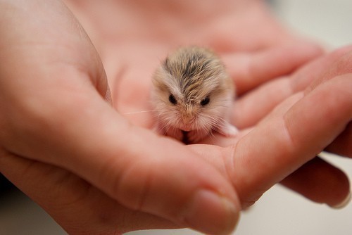 baby-owl-cute-owl-Favim.com-407516 (500x334, 24Kb)