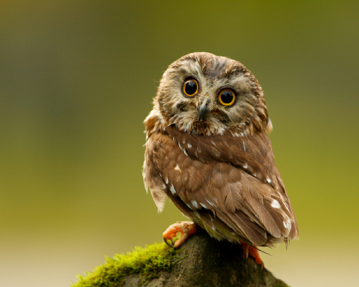 cute-little-owl-Wallpaper__yvt2 (700x560, 414Kb)