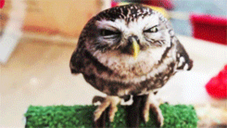 cute-owl-2 (460x259, 1456Kb)