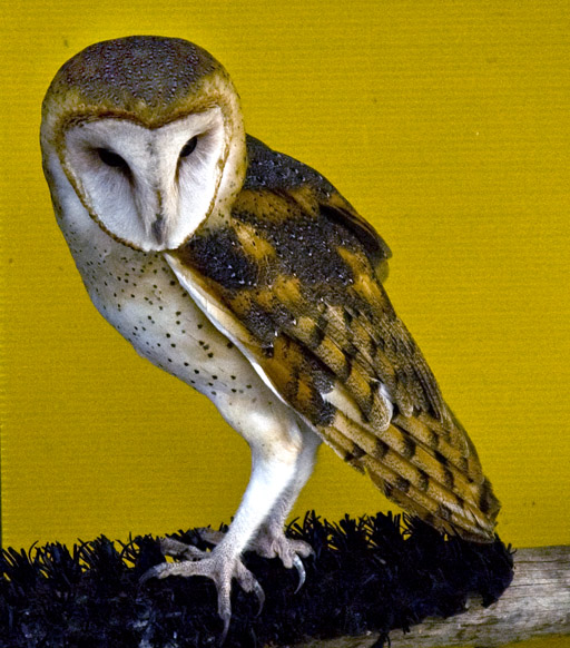DSC_5452 buffy the barn owl looking cute en az (512x582, 142Kb)