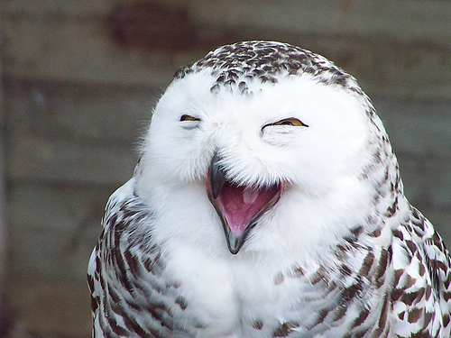 owl (500x375, 114Kb)
