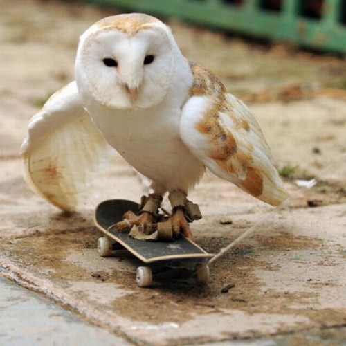 skateboarding-owl (500x500, 55Kb)