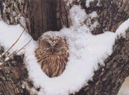 tumblr_mlfb06QuUp1s5g0qxo1_500 (500x367, 89Kb)
