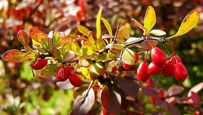 berberis_thunberg3 (505x287, 38Kb)