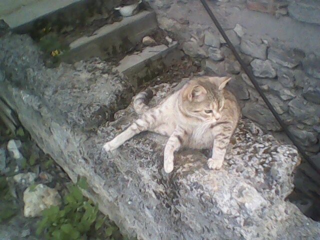 IMG0317A (640x480, 82Kb)