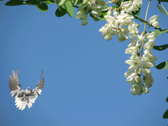 0_5af47_408f770d_XL (550x413, 643Kb)