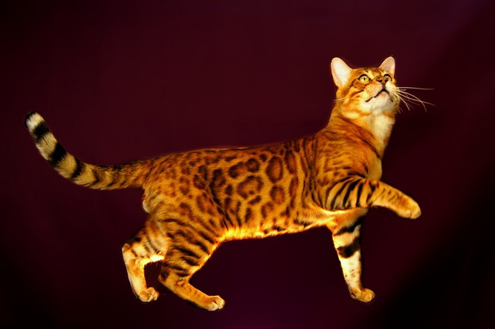 4229746_Bengal_cat_catcrest3 (700x465, 61Kb)