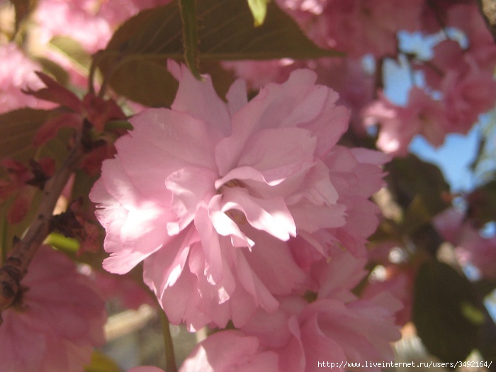 IMG_0782 (700x525, 173Kb)
