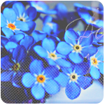 fmn4 (150x150, 60Kb)