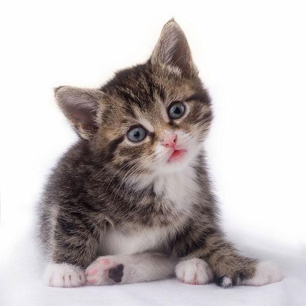 127571_210286 (599x599, 43Kb)