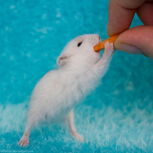 tumblr_mm6l5z3Otl1rbex7bo1_500 (500x500, 90Kb)