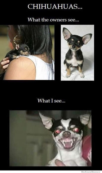 3623822_chihuahuaswhatownersseewhatisee (411x700, 35Kb)