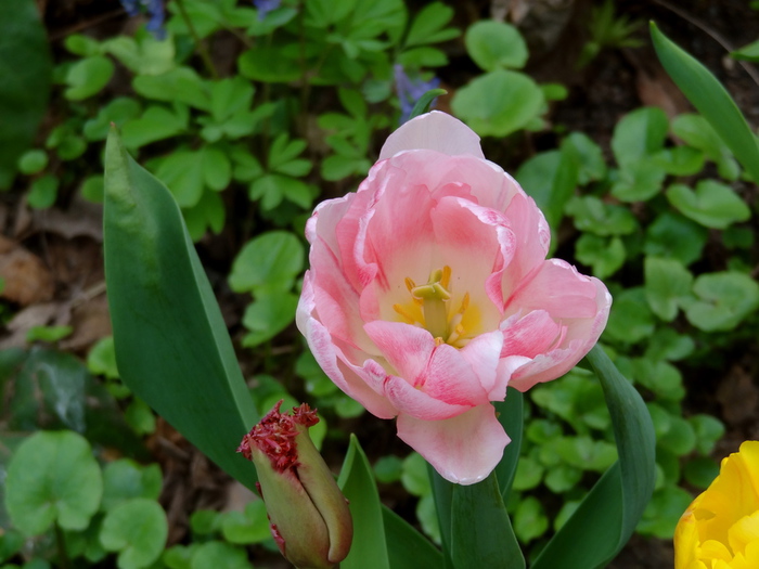 DSC06884 (700x525, 149Kb)