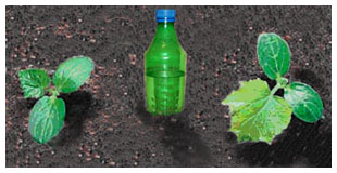 2681762_cucumbers (310x160, 18Kb)