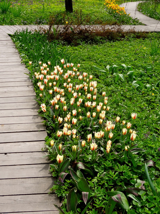 DSC06963 (525x700, 342Kb)