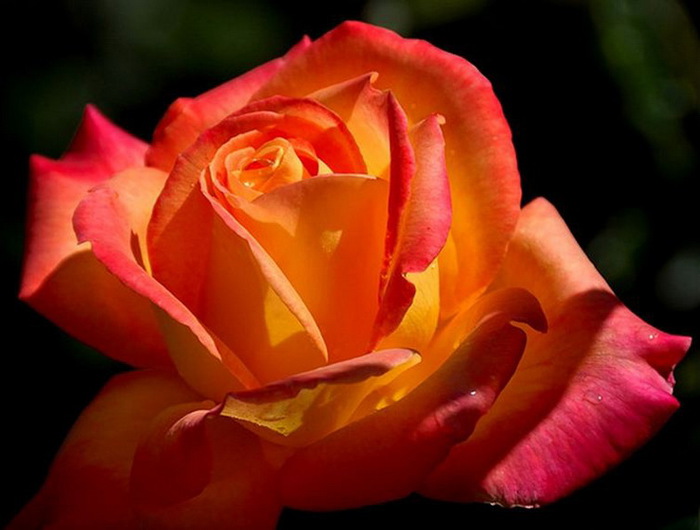 40 (700x530, 77Kb)