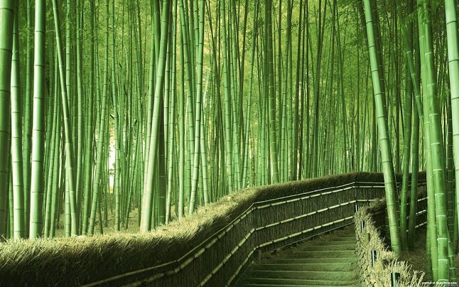 5152557_Bamboo_Forest_Kyoto_Japan_6 (646x404, 116Kb)