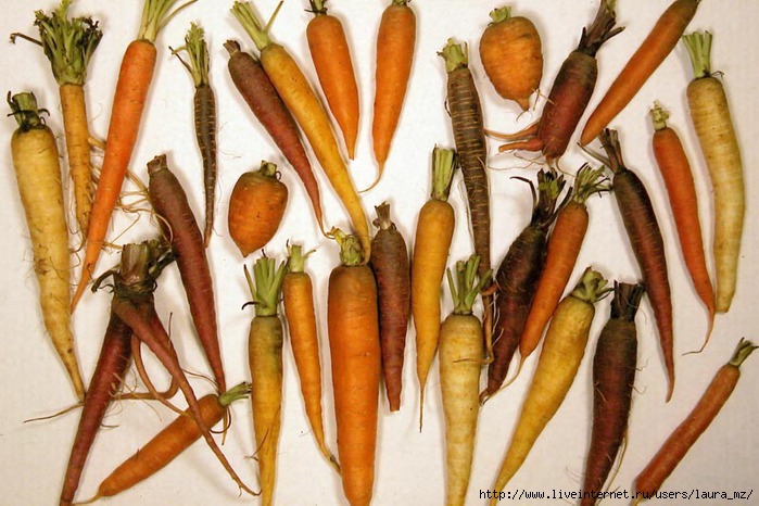 Carrot (700x466, 219Kb)